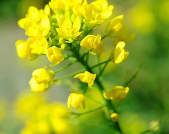 500 Graines de Moutarde Blanche - plantes aromatique potager - Semences Paysannes reproductibles - non traitées