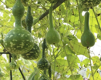 10 Graines de Calebasse - courge légume - semences reproductibles - non traitées