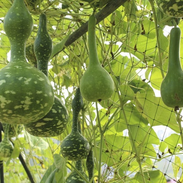 10 Graines de Calebasse - courge légume - semences reproductibles - non traitées