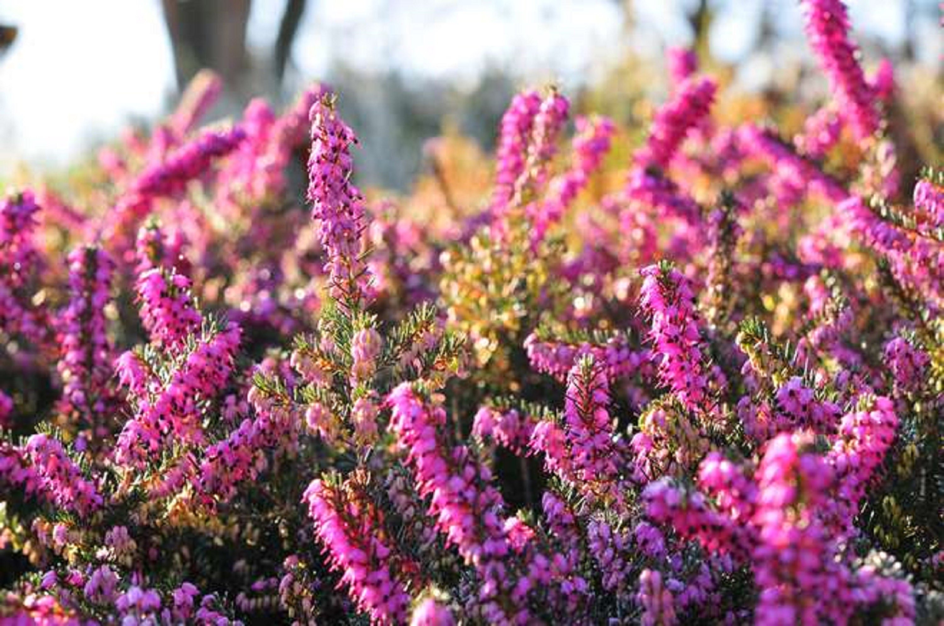 100 Graines de Bruyère - Massif Fleurs Plante Mellifère Jardin Semences Paysannes Organic Seeds