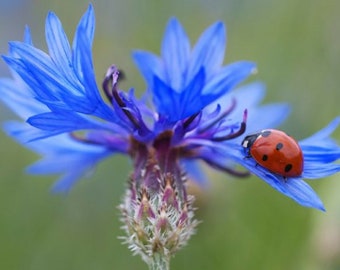 100 Graines de Bleuet - fleurs plante mellifère jardin - Semences Paysannes reproductibles - non traitées