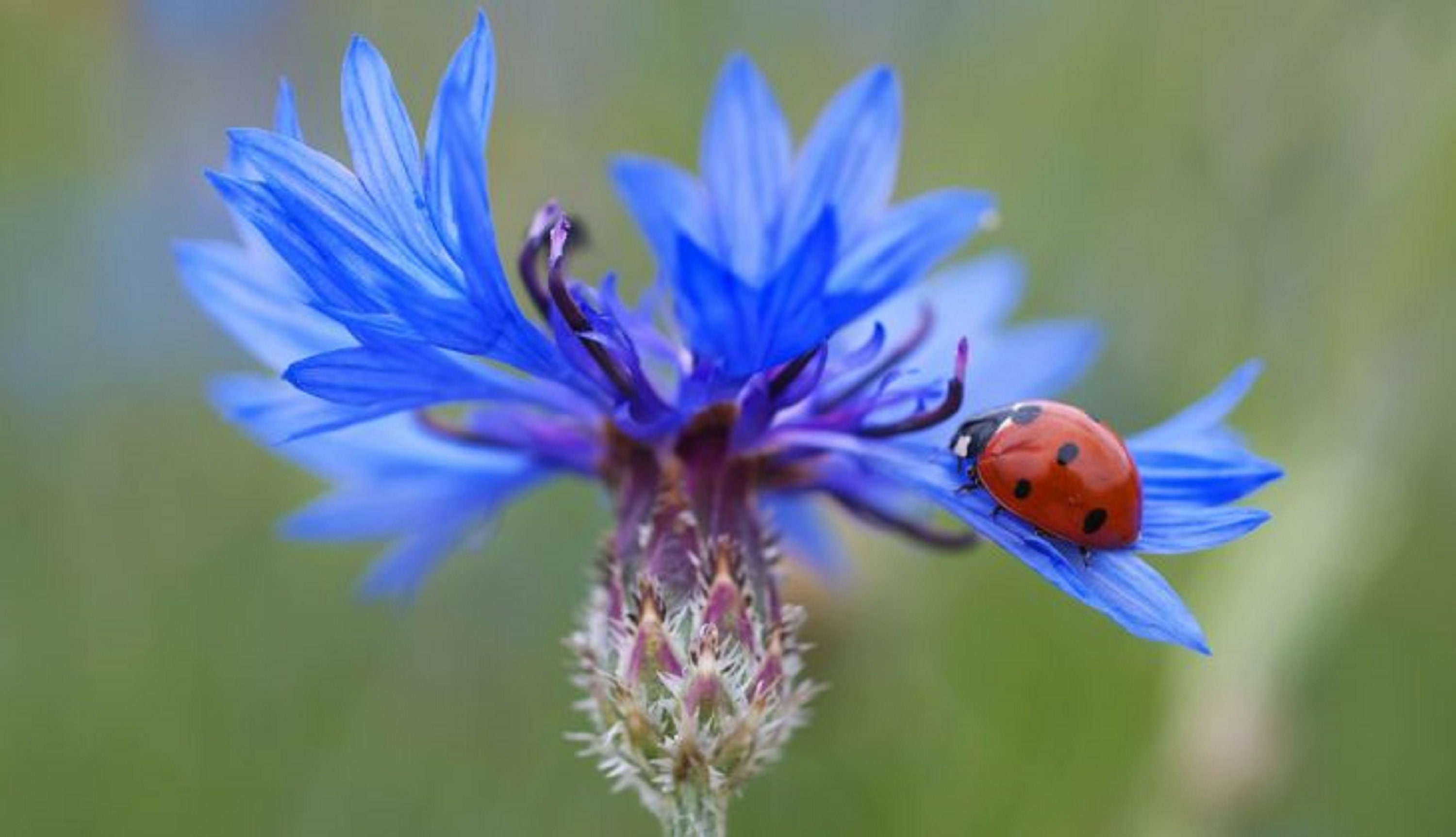 100 Graines de Bleuet - Fleurs Plante Mellifère Jardin Semences Paysannes Organic Seeds