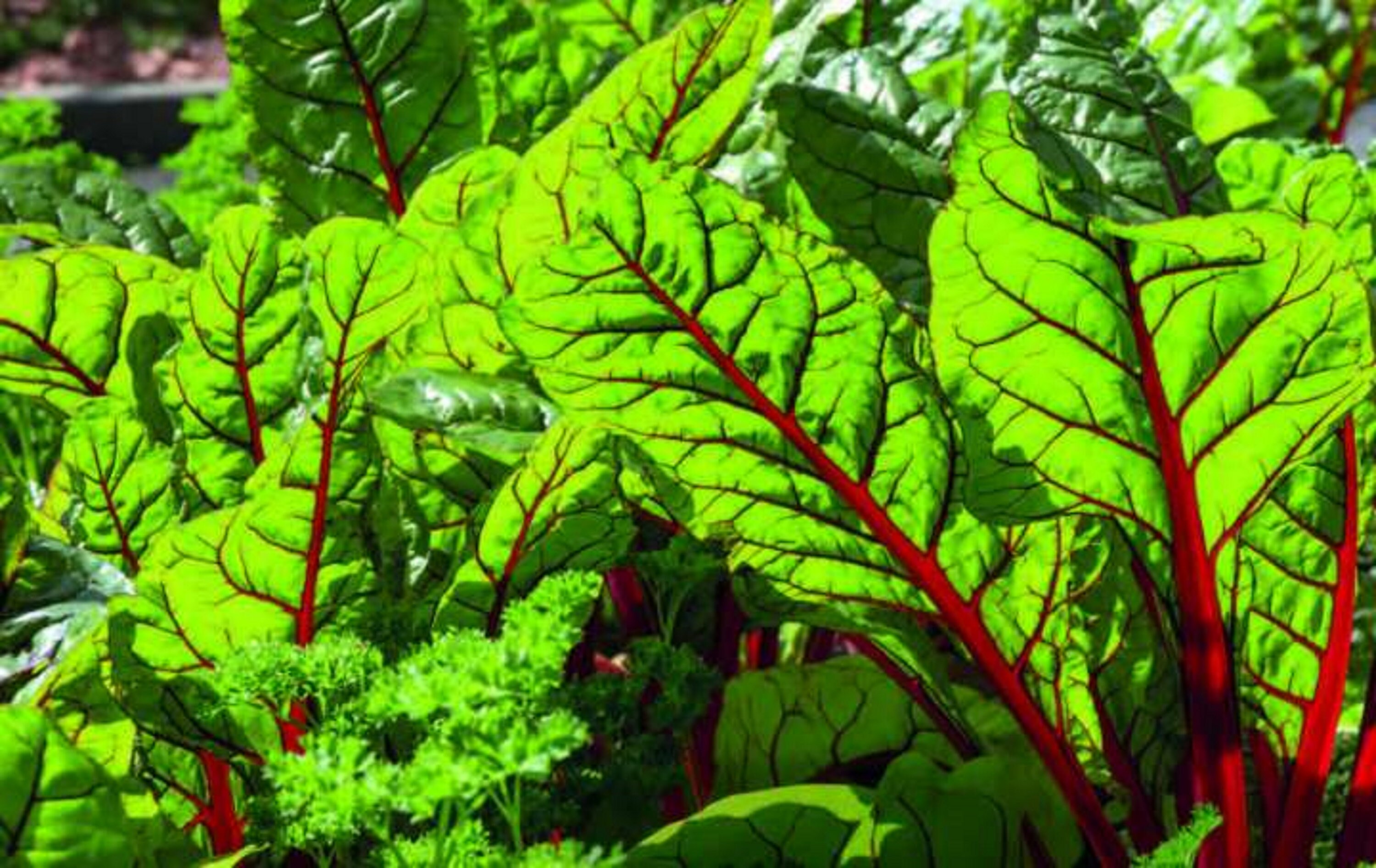 30 Graines de Bette à Carde Rhubarbe Rouge - Légumes Potager Semences Paysannes Organic Seeds