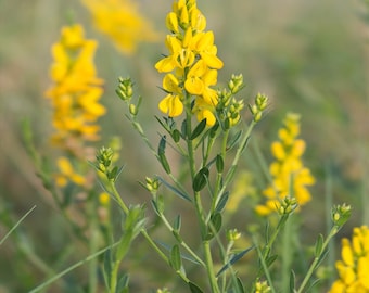 35 graines de Genêt des teinturiers (Genista tinctoria) reproductible non traité