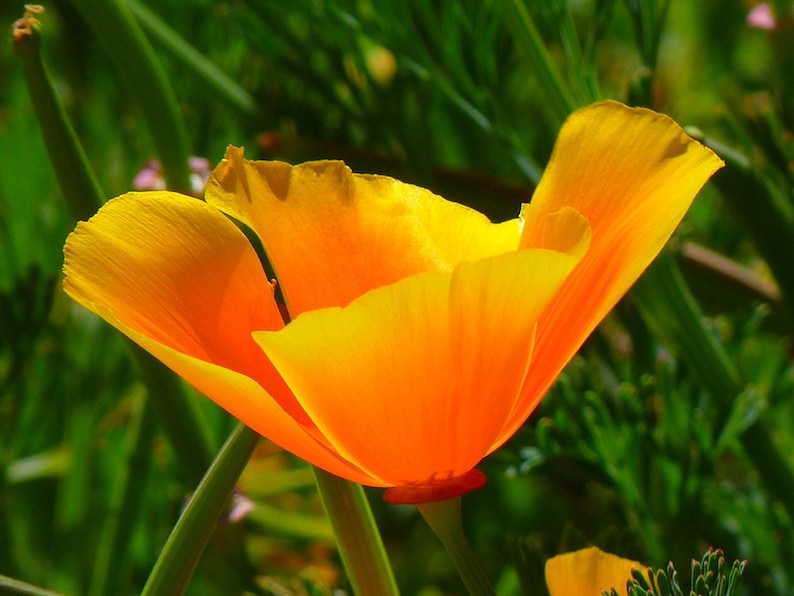 500 Graines de Pavot d'Islande fleurs semences paysannes non traitées image 2