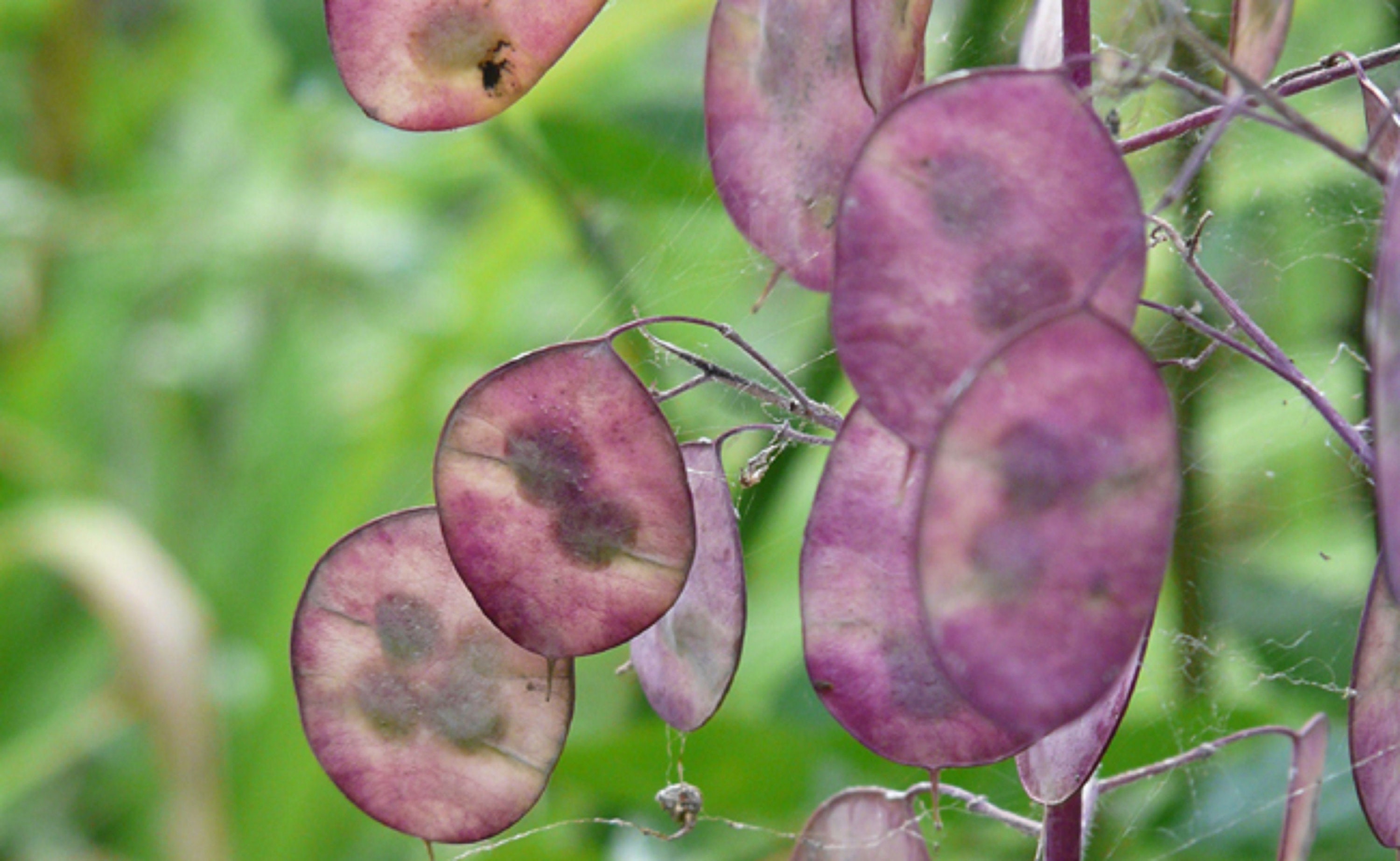 25 Graines de Monnaie Du Pape - Fleurs Plante Jardin Ancien Semences Paysannes Organic Seeds