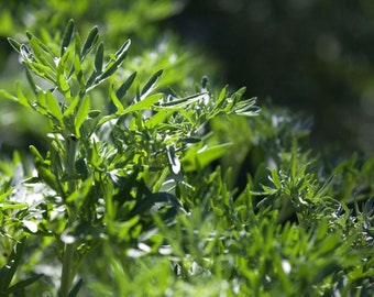 1000 Graines d'Absinthe - plante aromatique médicinale - - Semences Paysannes reproductibles - non traitées