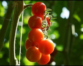 25 Graines de Tomate Cerise Rouge - légume jardin potager - - Semences Paysannes reproductibles - non traitées