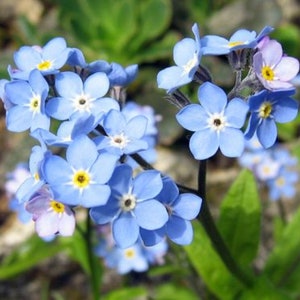 500 Graines de Myosotis Royal Bleu plantes fleurs Semences Paysannes reproductibles non traitées image 2