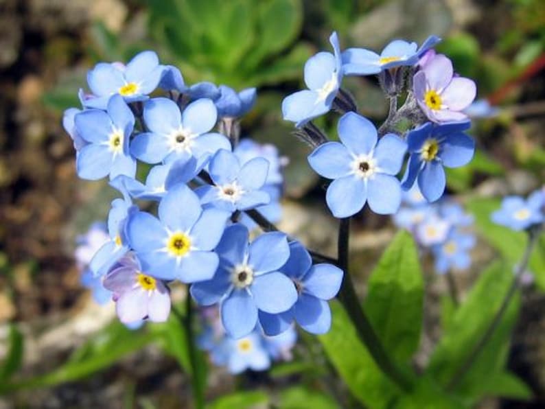 500 Graines de Myosotis Royal Bleu plantes fleurs Semences Paysannes reproductibles non traitées image 2