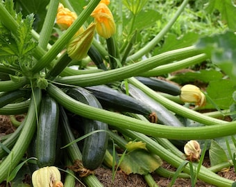 20 Graines de Courgette Black Beauty - légumes jardin potager - Semences Paysannes reproductibles - non traitées