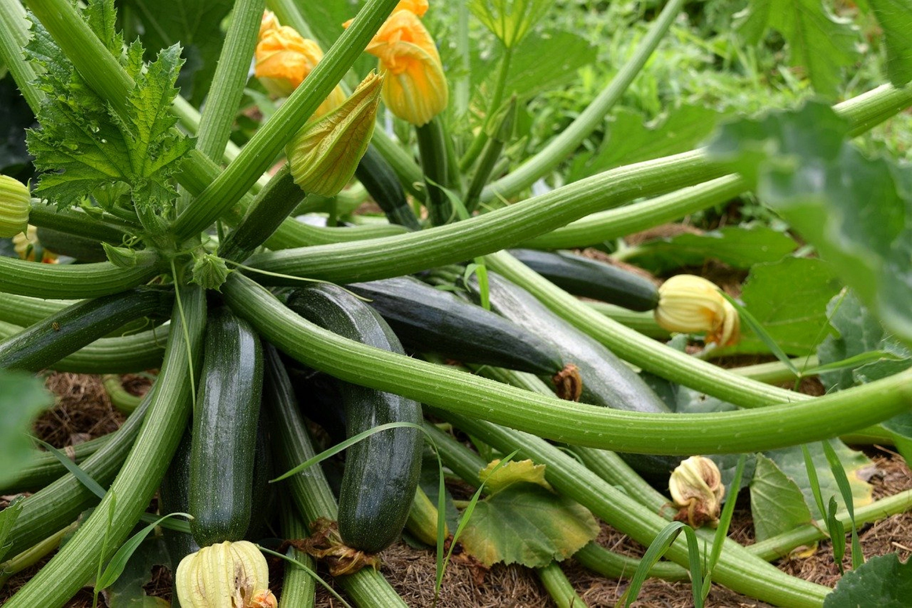 15 Graines de Courgette Black Beauty - Légumes Jardin Potager Semences Paysannes Organic Seeds