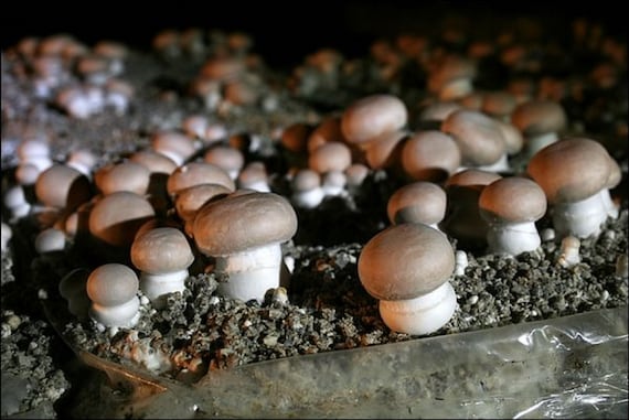 Mini-kit de culture champignons de pari