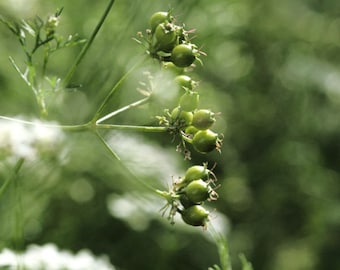 300 Graines de Coriandre - plantes aromatique jardins fleurs - Semences Paysannes reproductibles - non traitées