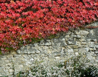 10 Graines de Vigne vierge - plante ornementale façade décorative - Semences Paysannes reproductibles - non traitées