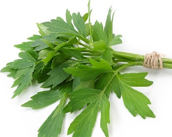 300 lovage seeds (Levisticum officinale) Perpetual celery - reproducible