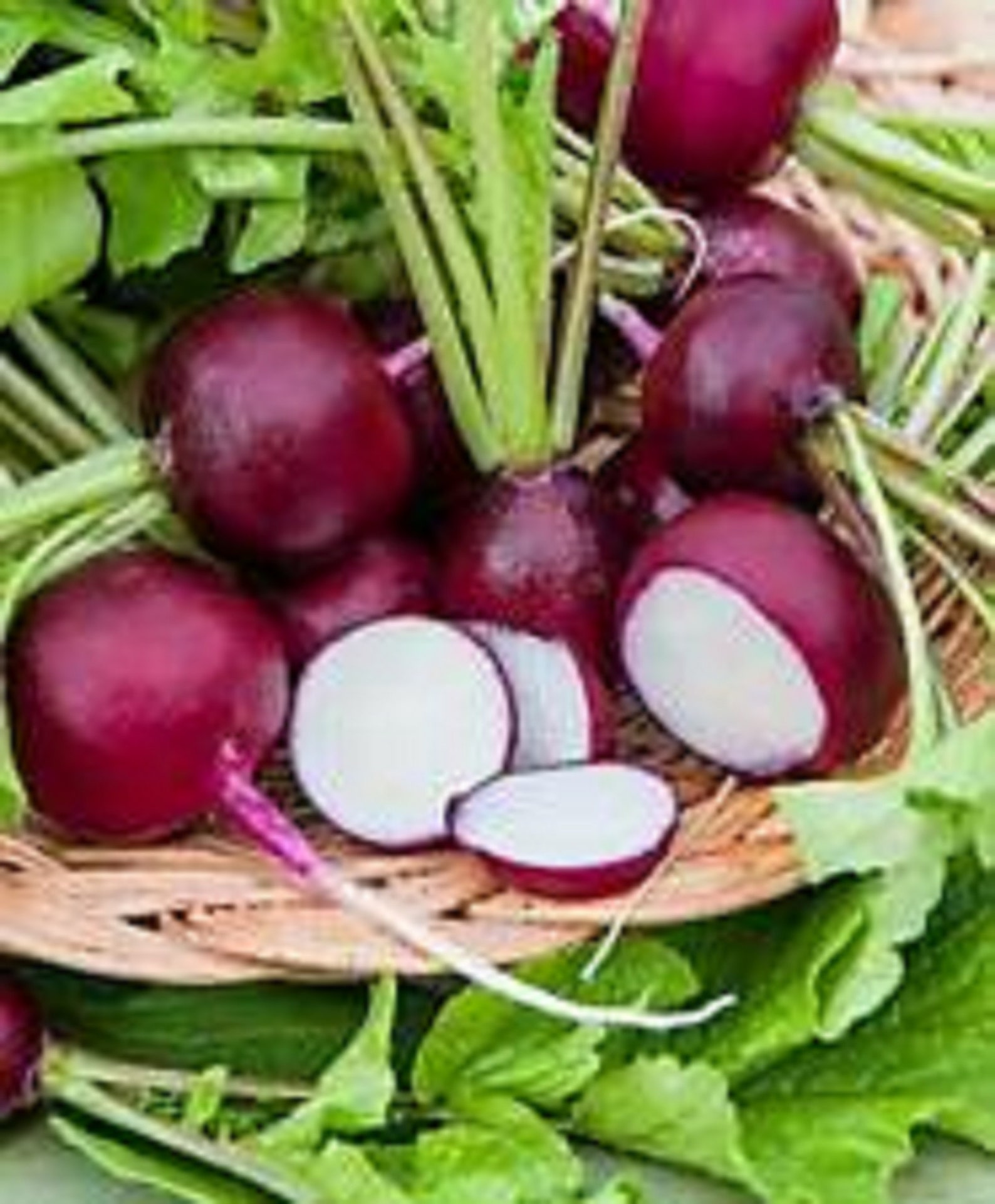 35 Graines De Salsifis Énorme - Légume Ancien, Racines Charnues, Semences Paysannes Non Hybrides, Permaculture