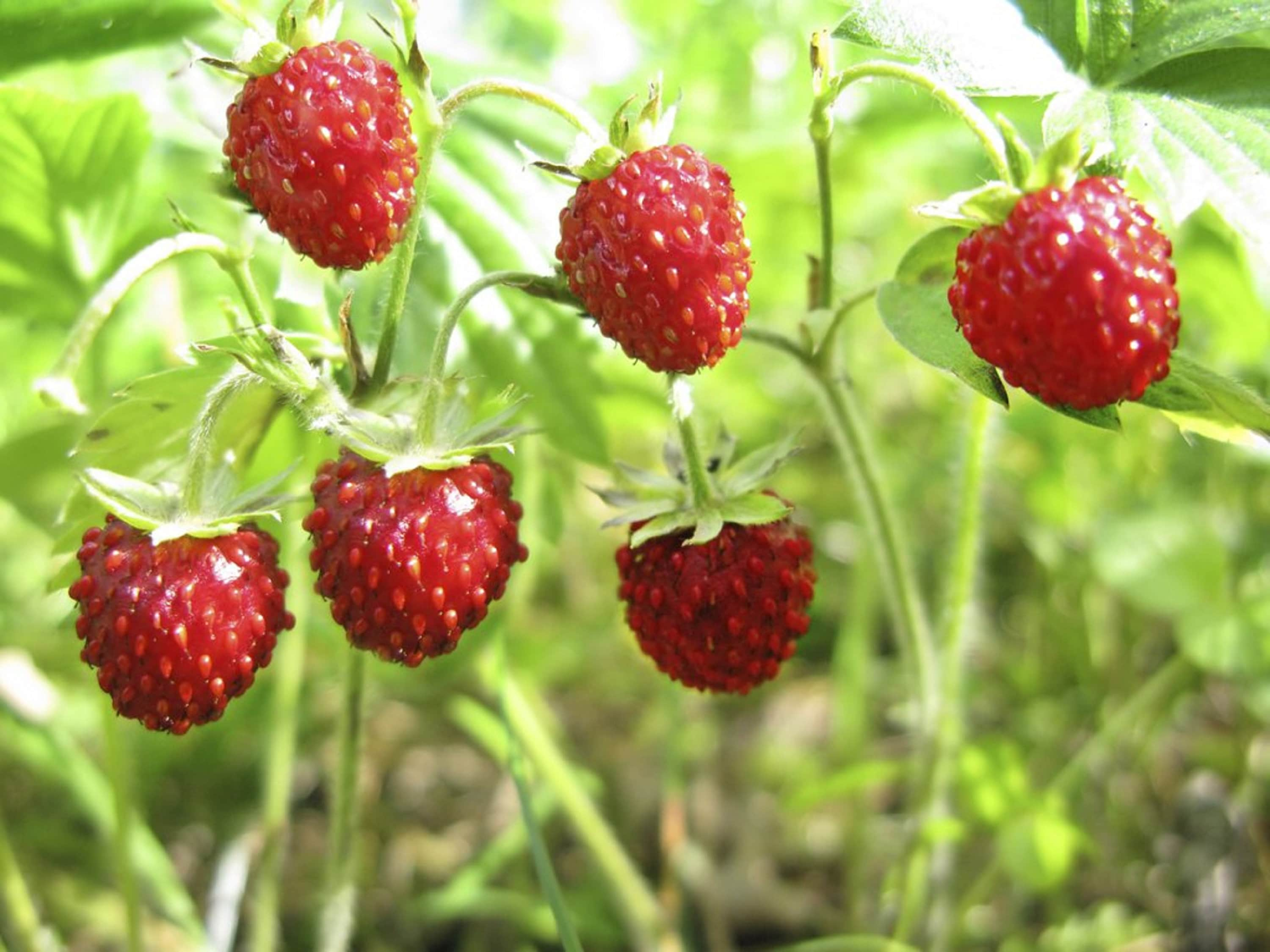 100 Graines de Fraise Des Bois - Fruit Jardin Potager Semences Paysannes Organic Seeds