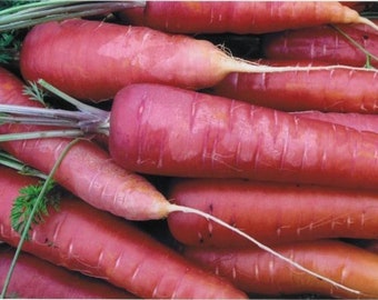 250 Graines de Carotte Longue Rouge Sang - légumes ancien potager - - Semences Paysannes reproductibles - non traitées