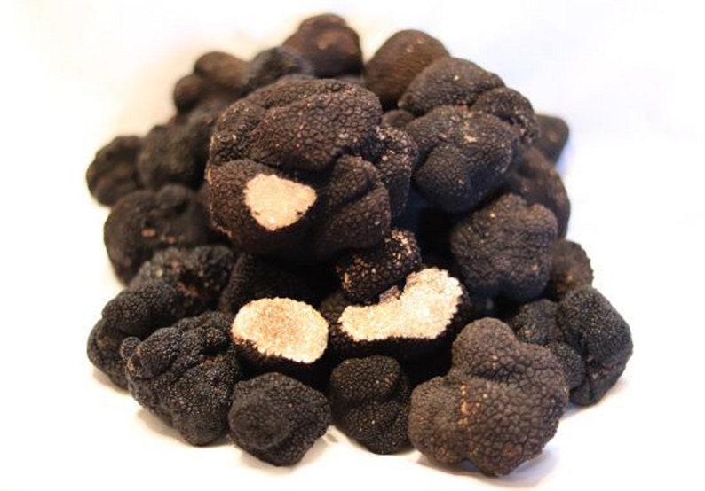 Summer White Truffle Mycelium Mushroom Grow Kit Grow Etsy