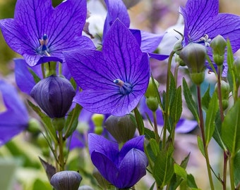 150 Large-flowered Bellflower Seeds (Platycodon grandiflorus azul) Chinese Bell