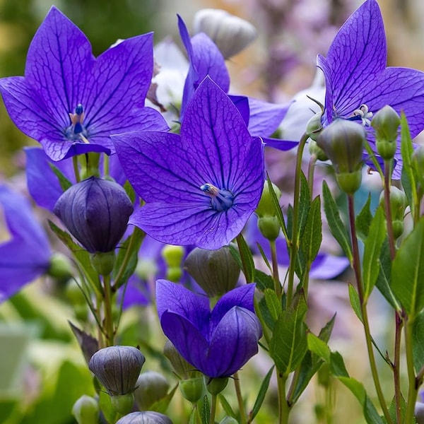 150 Graines de Campanules à grandes fleurs (Platycodon grandiflorus azul) Cloche chinoise