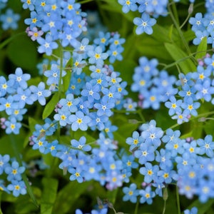 500 Graines de Myosotis Royal Bleu plantes fleurs Semences Paysannes reproductibles non traitées image 1