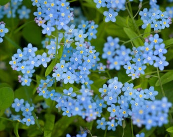 500 Graines de Myosotis Royal Bleu - plantes fleurs - Semences Paysannes reproductibles - non traitées
