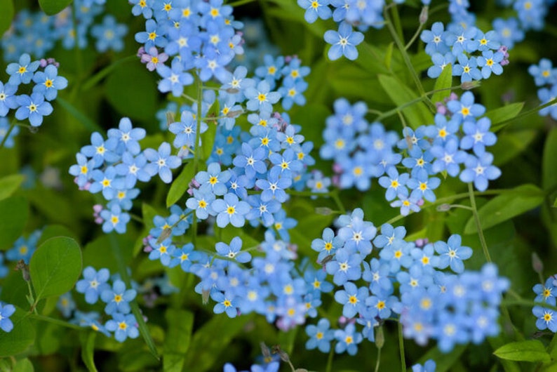 500 Graines de Myosotis Royal Bleu plantes fleurs Semences Paysannes reproductibles non traitées image 1