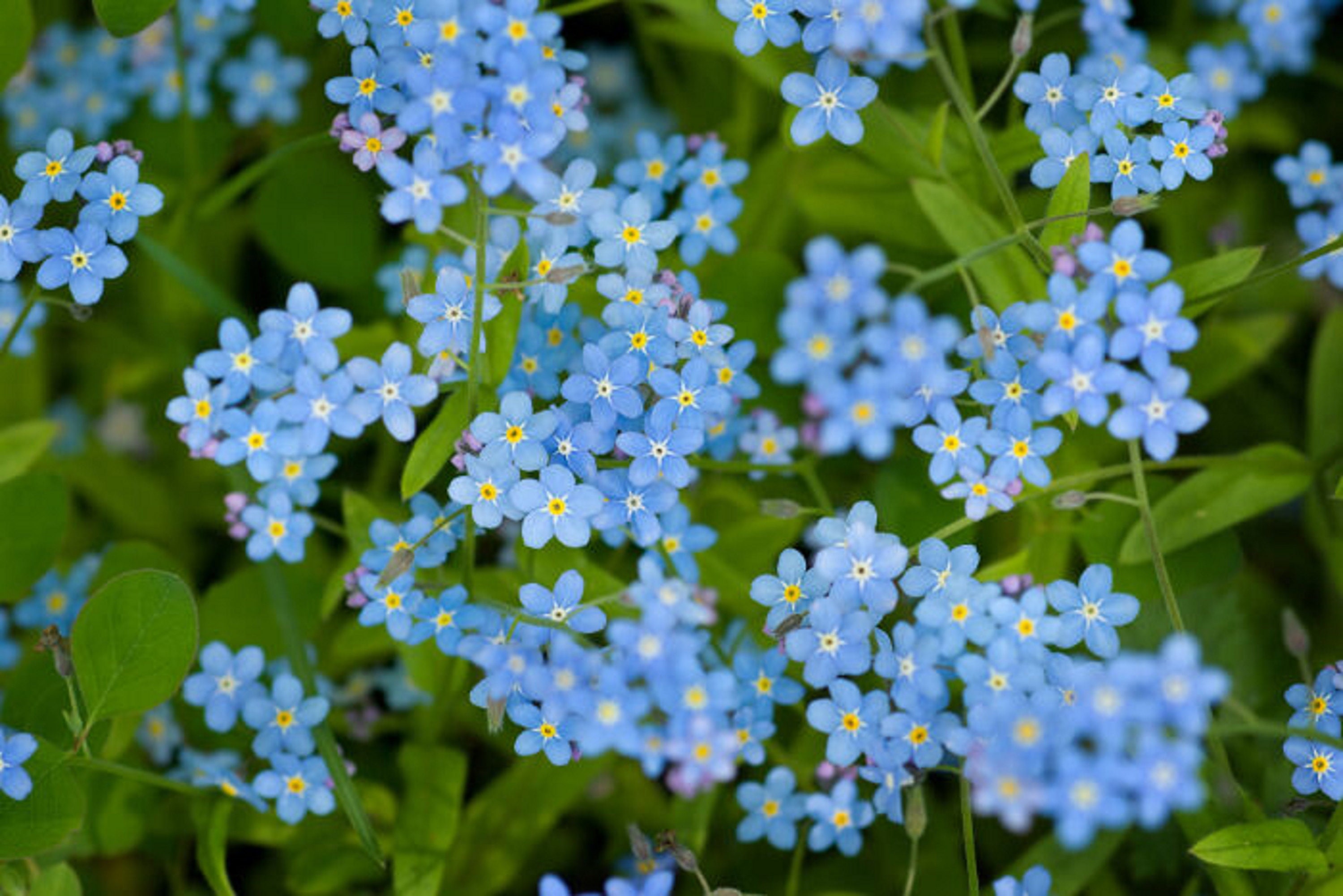 500 Graines de Myosotis Royal Bleu - Plantes Fleurs Semences Paysannes Organic Seeds