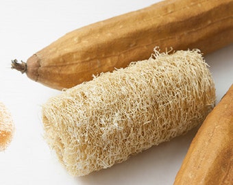 10 Graines de Courge éponge - Luffa - éponge naturelle - semences paysannes