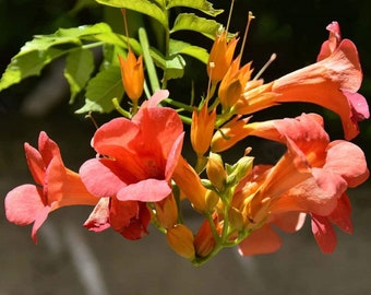 30 Graines de Jasmin de Virginie - bignone fleurs plante grimpante - Semences Paysannes reproductibles - non traitées