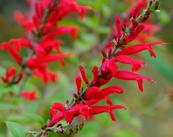 100 Graines de Sauge Rouge écarlate (Salvia coccinea scarlet) vivace