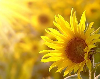 40 Graines de Tournesol - fleurs jardins potager - - Semences Paysannes reproductibles - non traitées