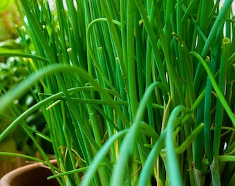 500 Graines de Ciboulette - plante aromatique jardin potager - - Semences Paysannes reproductibles - non traitées