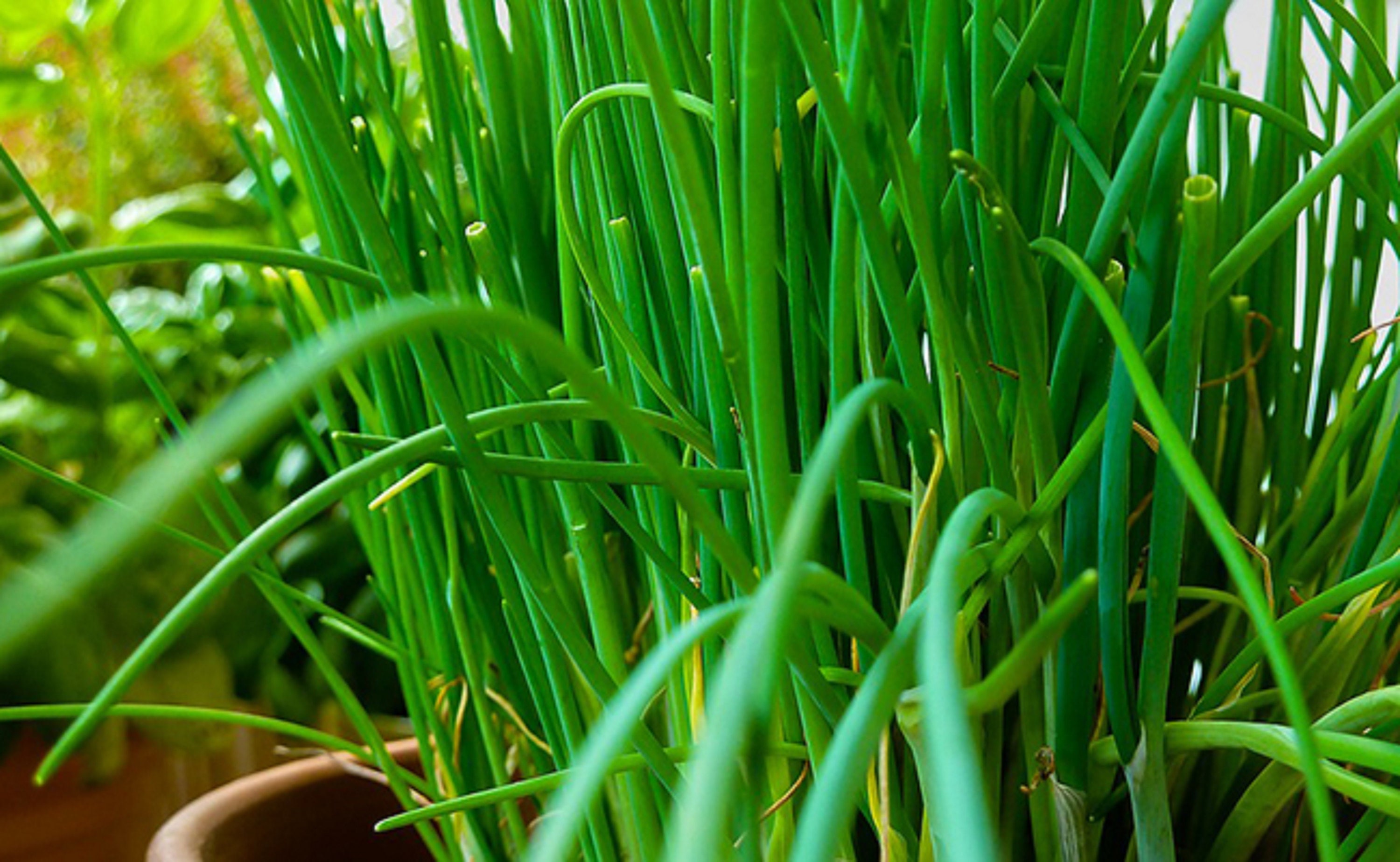 500 Graines de Ciboulette - Plante Aromatique Jardin Potager Semences Paysannes Organic Seeds