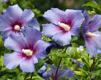 20 Hibiscus Syriacus Seeds - Althea - flowers - Reproducible Peasant Seeds - untreated