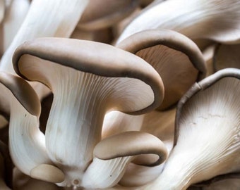 Mycélium de Pleurote - Kit de culture champignons - Grow Mushroom Spores