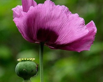 100 Sleeping Poppy Seeds - Papaver Somniferum - Organic method