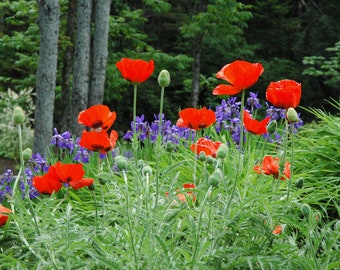 1000 Graines de Pavot d'Orient - fleurs jardins plantes - - Semences Paysannes reproductibles - non traitées