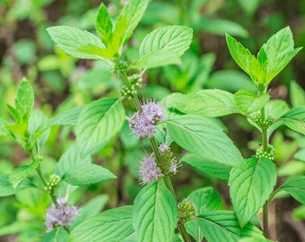 1000 Graines de Menthe Pouliot (Mentha pulegium) semences reproductibles non traitées