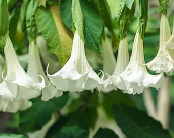 15 Graines de Trompettes de anges blanches (Brugmansia suaveolens) graines reproductibles