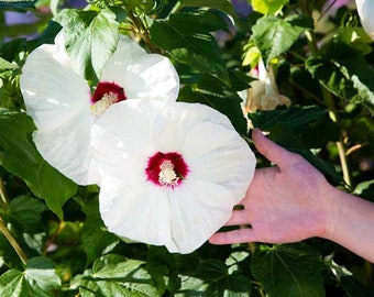 25 Graines d'Hibiscus des Marais - fleurs plantes - Semences Paysannes reproductibles - non traitées