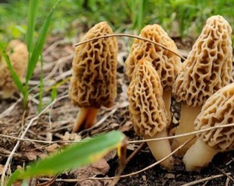 Mycélium de Morille Blonde - Kit de culture champignons -  Grow Mushroom Spores
