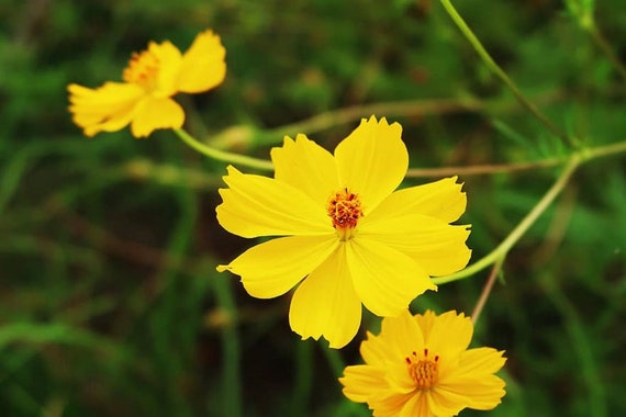 100 Graines de Cosmos fleurs mélange jaune et orange - Etsy France