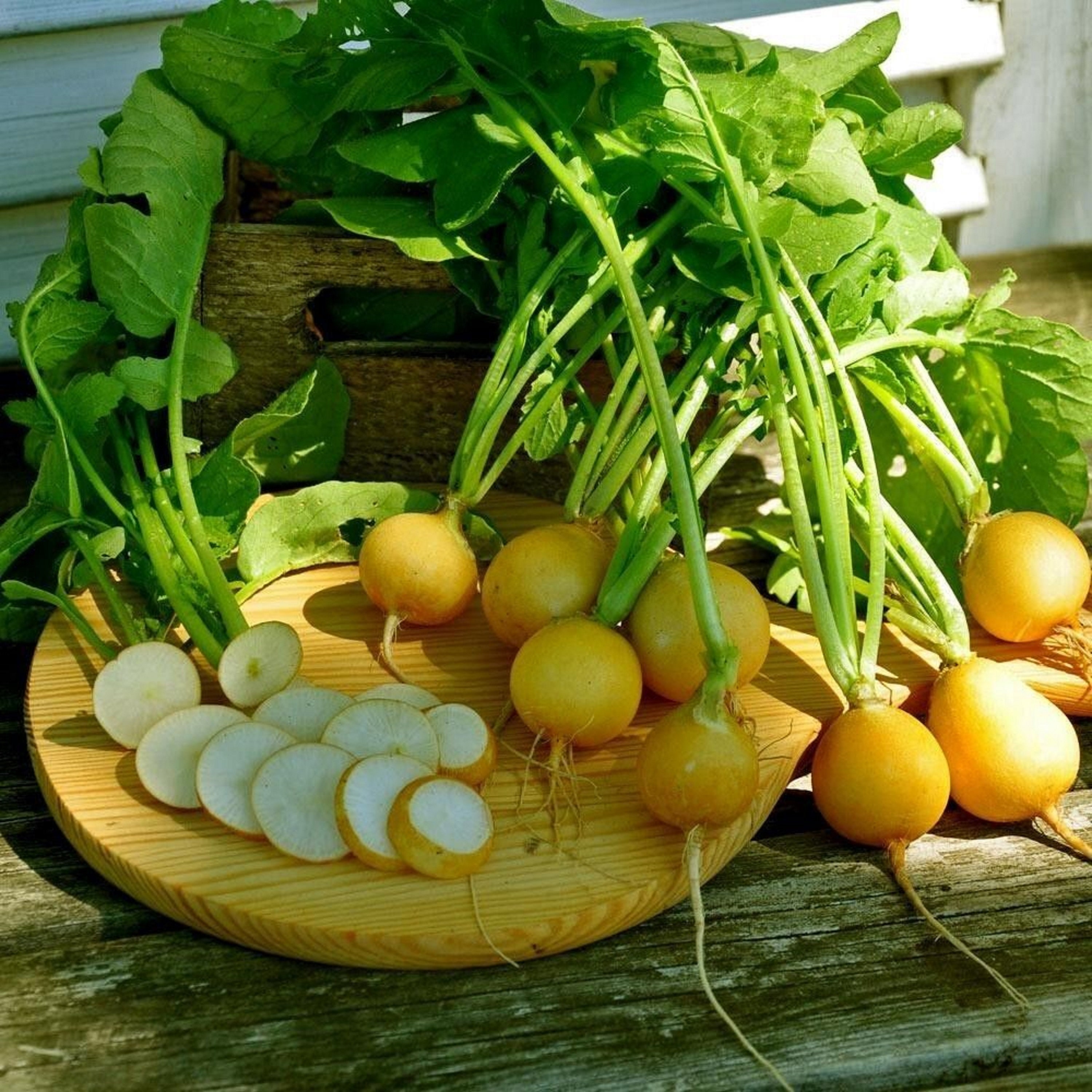 300 Graines de Radis Rond Jaune - Légumes Ancien Semences Paysannes Organic Seeds