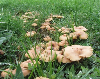 Mycélium de Mousserons des Près - Kit de culture champignons -Grow Mushroom Spores
