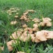 see more listings in the Culture Champignons section