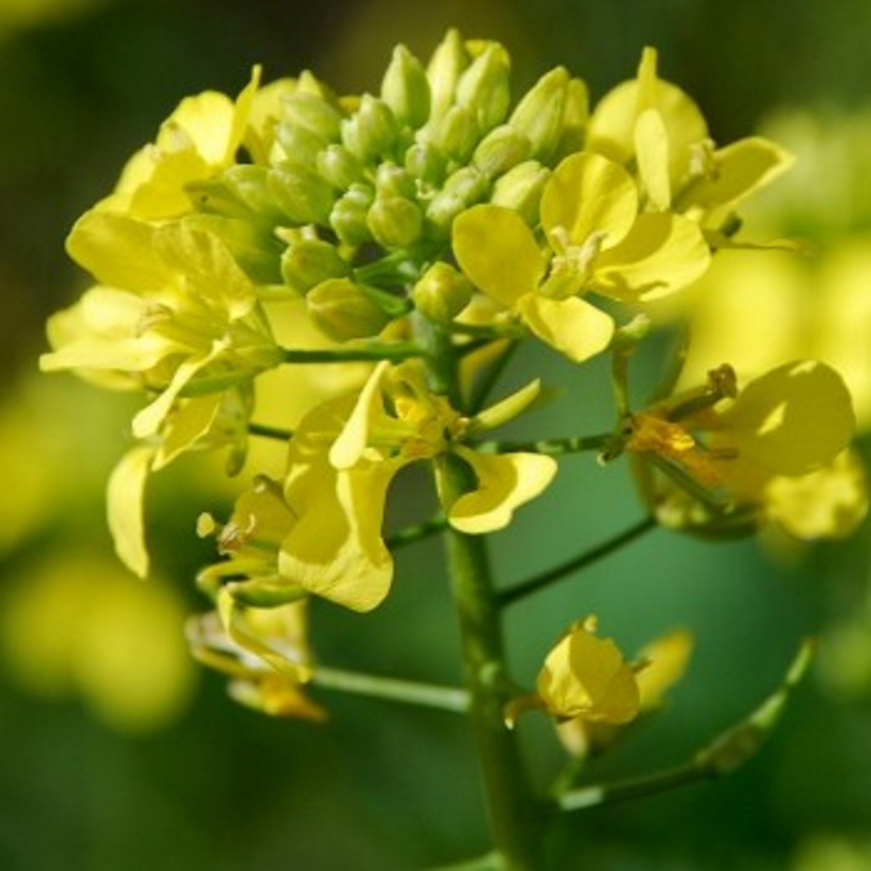 500 Graines de Moutarde Noire - Plantes Aromatique Potager Semences Paysannes Organic Seeds