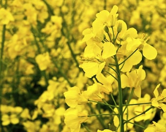 750 semi di colza - pianta vegetale da concime verde - giardino - semi contadini riproducibili - non trattati